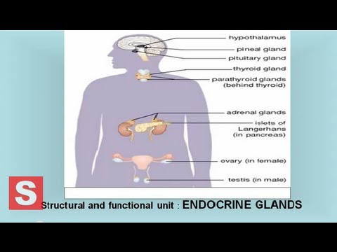 You are currently viewing Endocrine system –  Control and Coordination  CBSE Class X Science ( Biology) Lesson