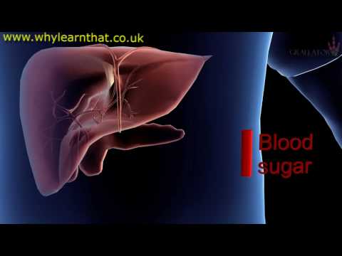 You are currently viewing Endocrine System Diabetes And Asanas Video – 2
