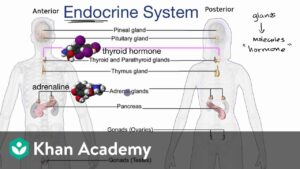Read more about the article Endocrine system introduction