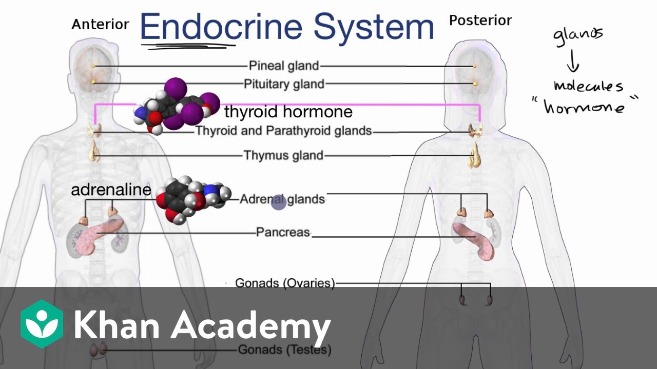 You are currently viewing Endocrine system introduction