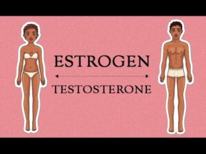 Read more about the article Estrogen Levels In Women | Her Body