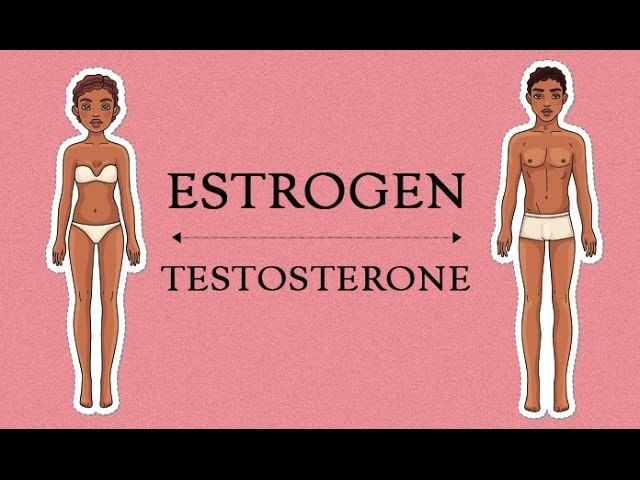 You are currently viewing Estrogen Levels In Women | Her Body
