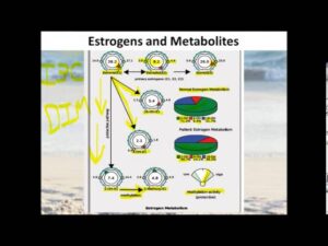 Read more about the article Estrogen Metabolism