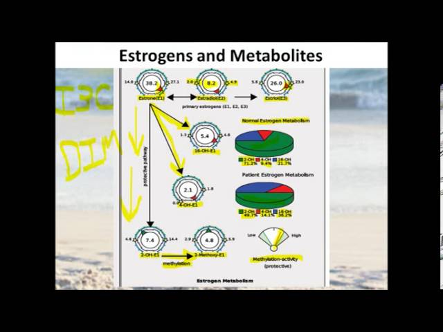 You are currently viewing Estrogen Metabolism
