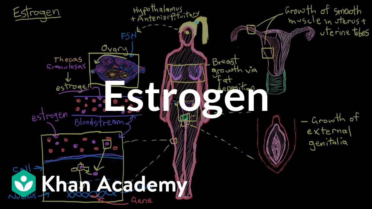 You are currently viewing Estrogen | Reproductive system physiology | NCLEX-RN | Khan Academy