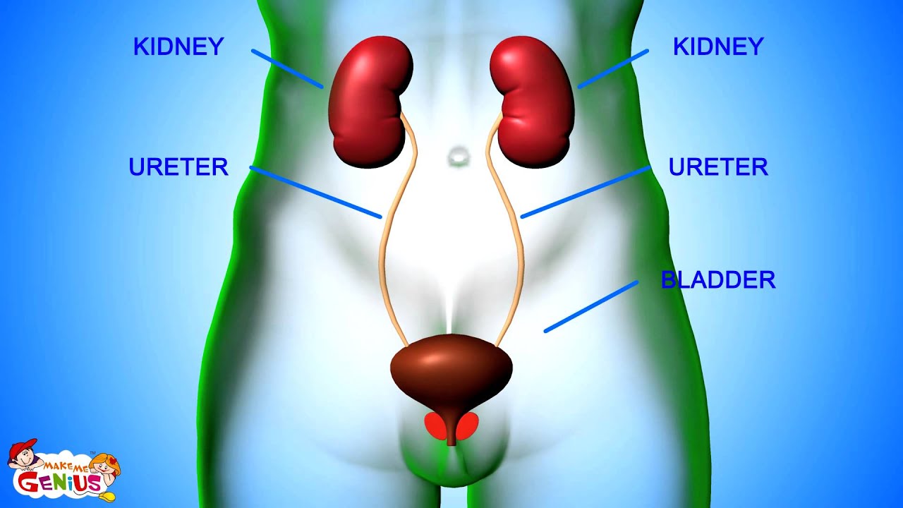 You are currently viewing Excretory System Parts and Functions Animation video for kids