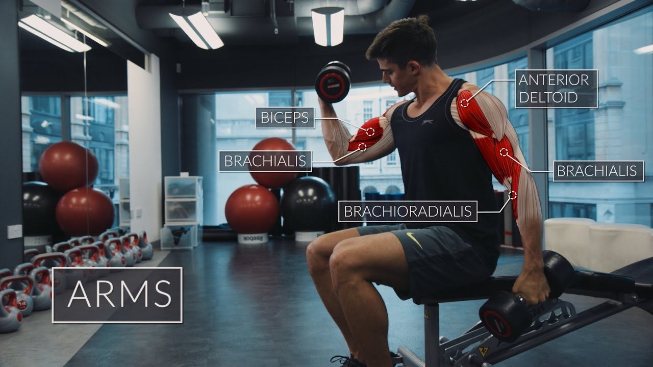 You are currently viewing Exercise Anatomy: Arms Workout | Pietro Boselli