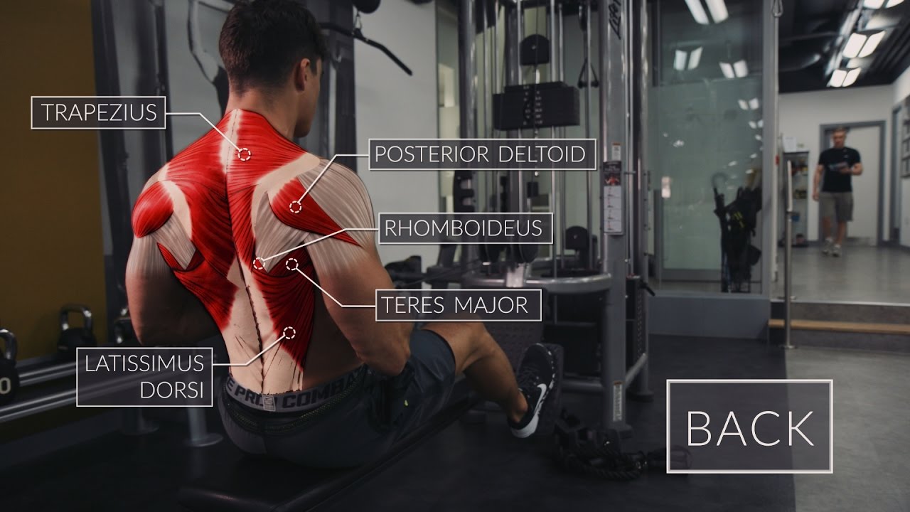 You are currently viewing Exercise Anatomy: Back Workout  | Pietro Boselli