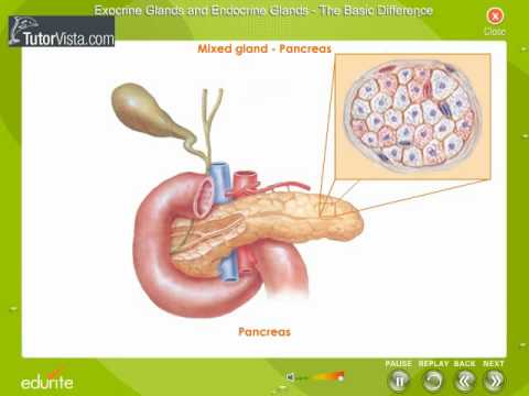 You are currently viewing Exocrine Gland and Endocrine Glands