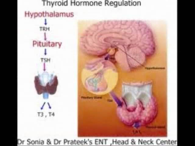 You are currently viewing FLUORIDE :  Thyroid Hormones   8 / 20