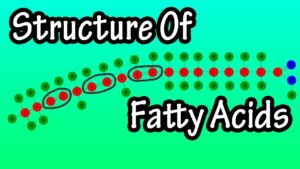 Read more about the article Fatty Acids – What Are Fatty Acids – Structure Of Fatty Acids – Types Of Fatty Acids