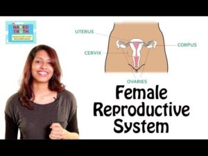 Read more about the article Excretory Reproductive System And Asanas Video – 3