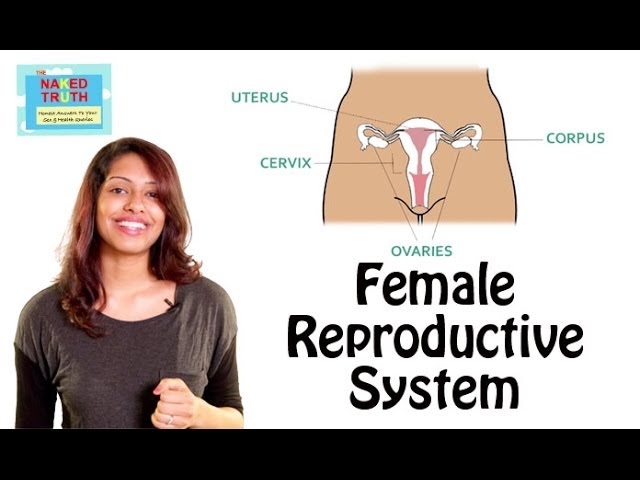 You are currently viewing Excretory Reproductive System And Asanas Video – 3