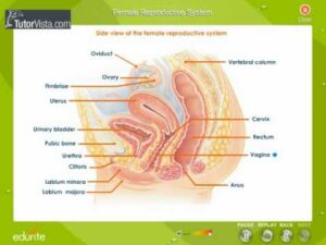 Female reproductive System Part2
