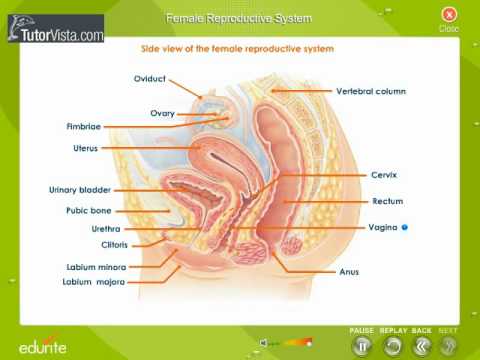 You are currently viewing Female reproductive System Part2