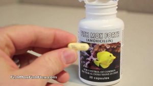 Read more about the article Fish Mox Forte 500 mg Amoxicillin Fish Antibiotic