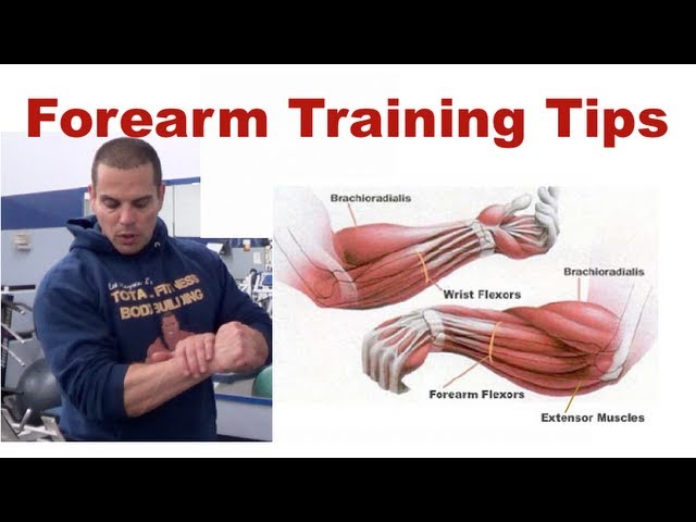 You are currently viewing Forearm Training Tips