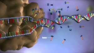 Read more about the article From DNA to protein – 3D