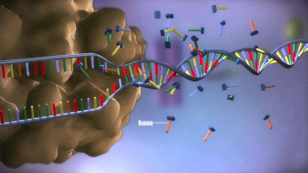 You are currently viewing From DNA to protein – 3D