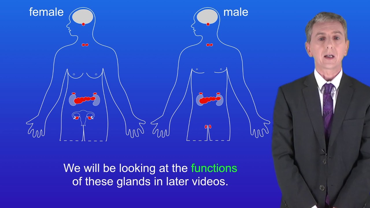 You are currently viewing GCSE Science Revision Biology “The Endocrine System”