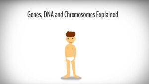 Read more about the article Genes, DNA and Chromosomes explained