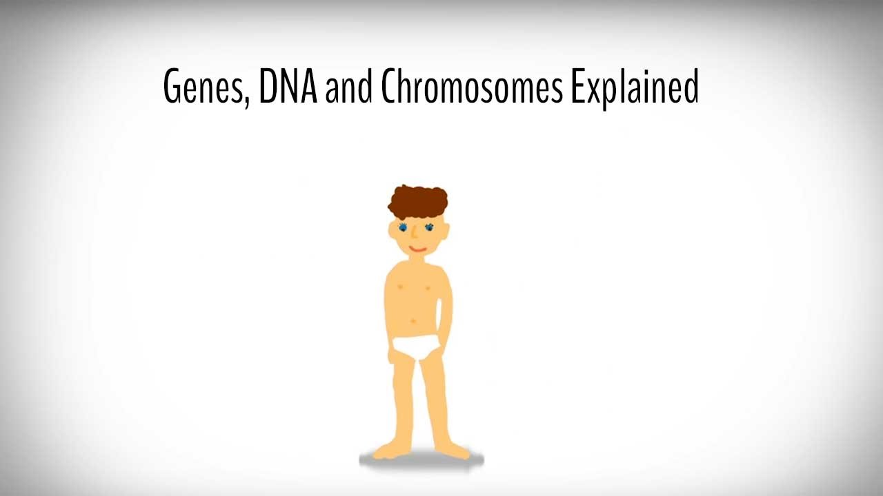 You are currently viewing Genes, DNA and Chromosomes explained