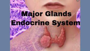 Read more about the article Glands of the endocrine system