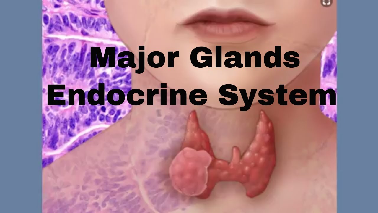 You are currently viewing Glands of the endocrine system
