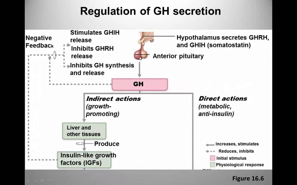 You are currently viewing HGH, Growth Hormones & Plant Hormones Video – 16