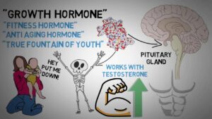 Read more about the article HGH Human Growth Hormone explained – Vitaminy Health Boutique