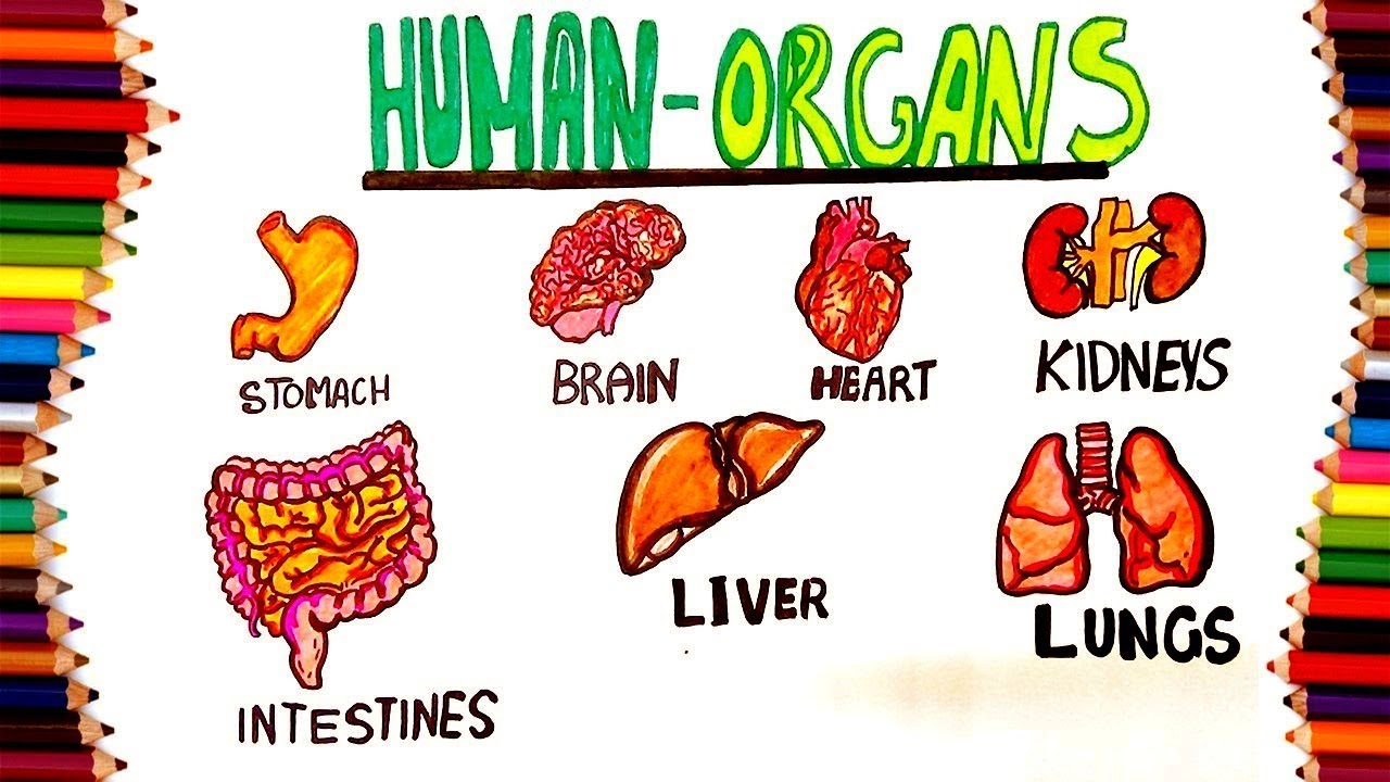 You are currently viewing HOW TO DRAW HUMAN INTERNAL ORGANS