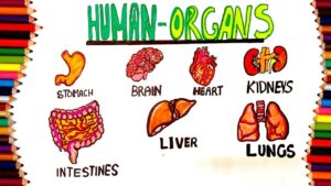 Read more about the article HOW TO DRAW HUMAN INTERNAL ORGANS