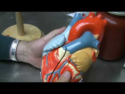 You are currently viewing Heart Anatomy Part 1