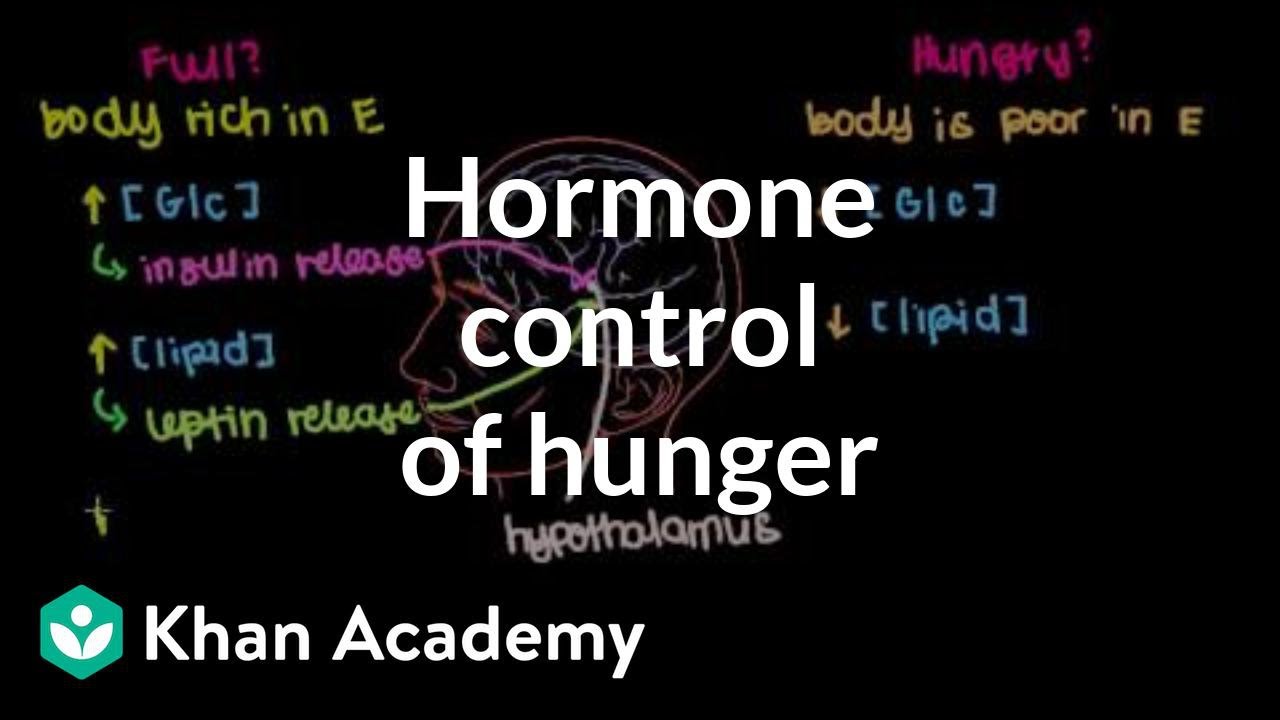 You are currently viewing Hormone control of hunger