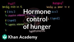 Read more about the article Hormone control of hunger