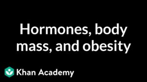 Read more about the article Hormones, body mass, and obesity