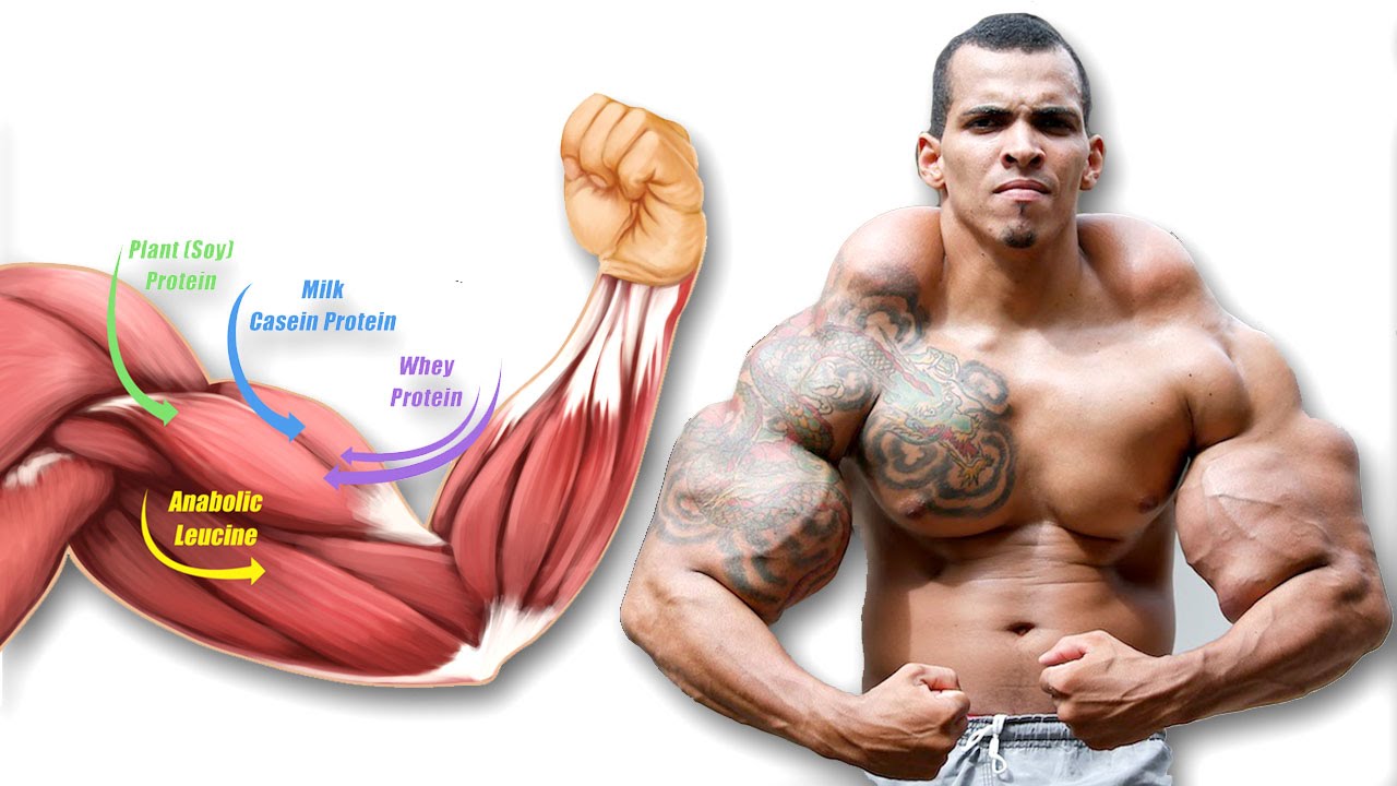 You are currently viewing How Building Muscle Actually Works
