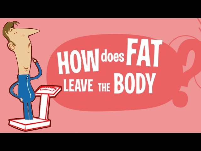 You are currently viewing How Does Fat Leave the Body? Where does the fat GO?