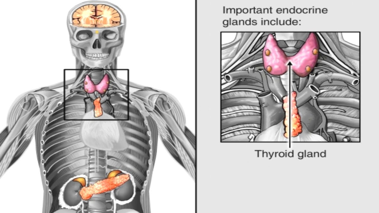 You are currently viewing How Hormones Work in the Body Animation – Endocrine System Anatomy & Physiology Video – Hypothalamus