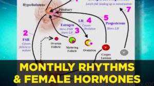 Read more about the article How Monthly Rhythms Affect Cortisol & Female Hormones?