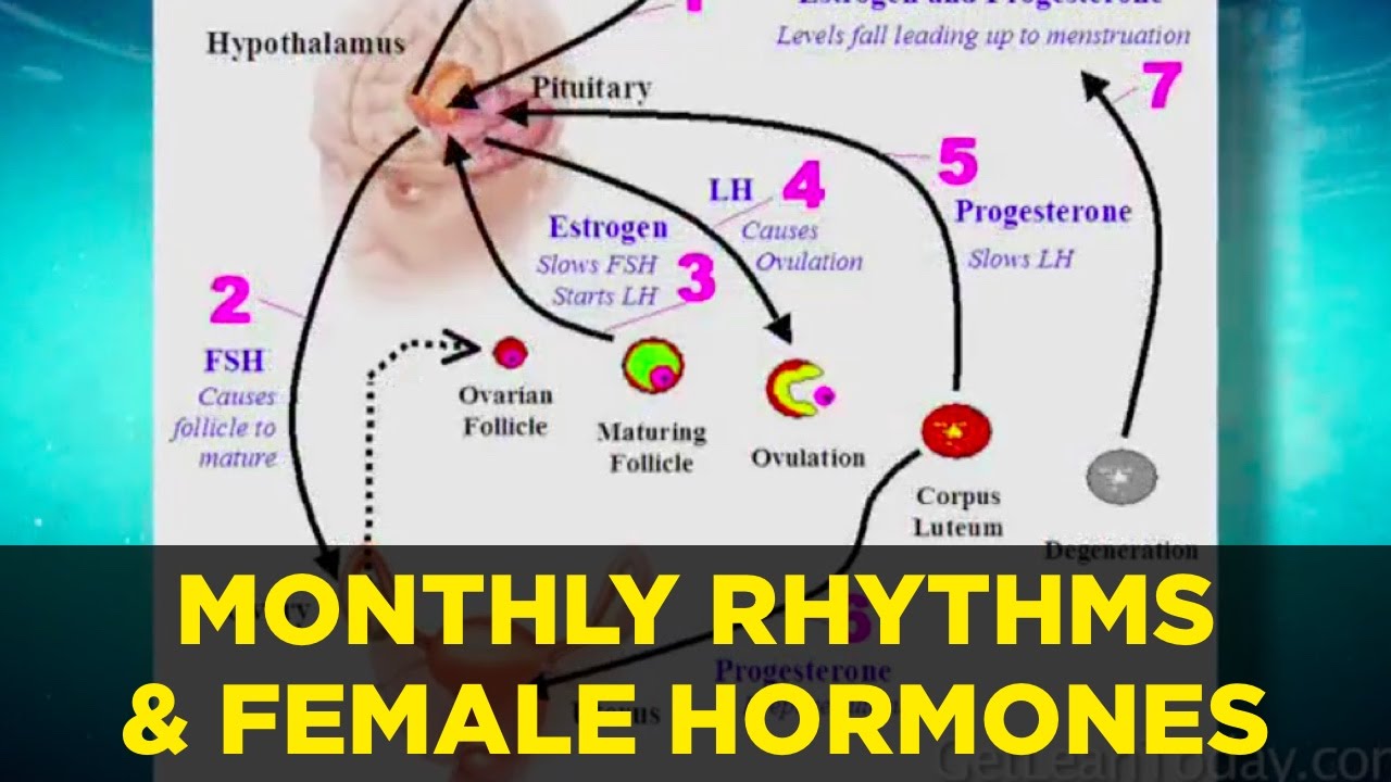 You are currently viewing How Monthly Rhythms Affect Cortisol & Female Hormones?
