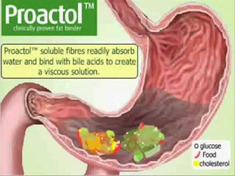 You are currently viewing How Proactol Fat Burner Works ?