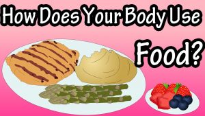 How The Body Uses Food – You Are What You Eat