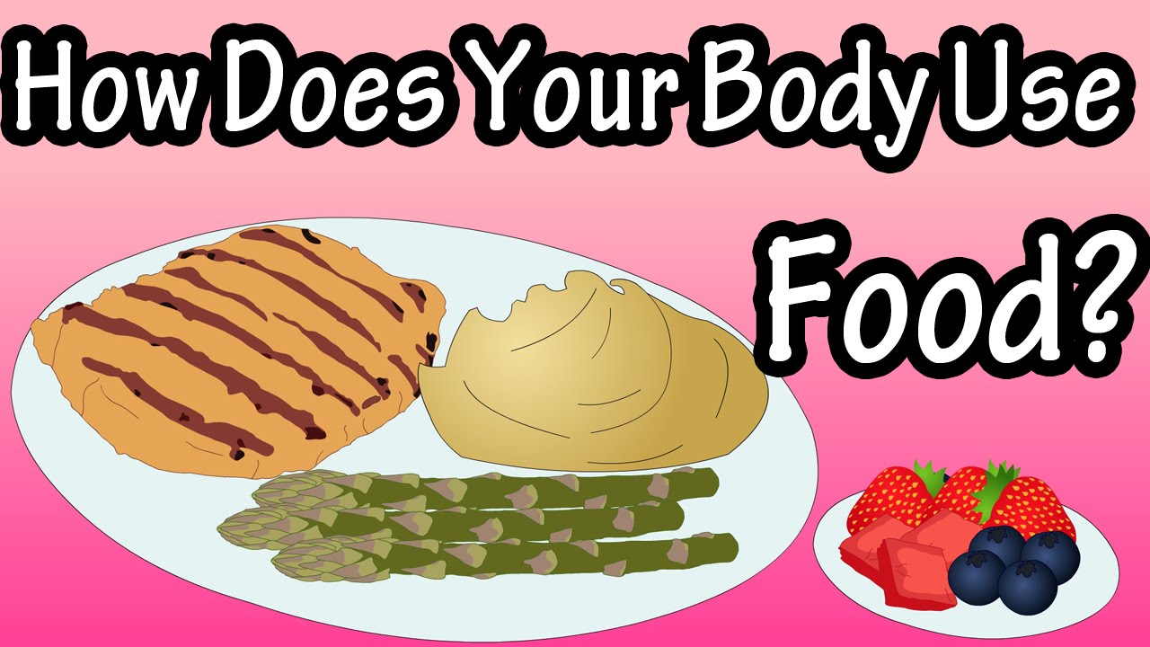 You are currently viewing How The Body Uses Food – You Are What You Eat