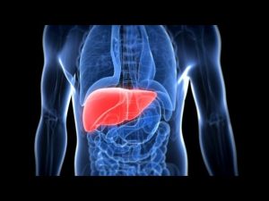 Read more about the article How liver works in our body -in hindi || लीवर के कार्य