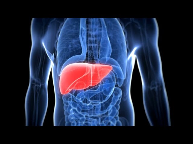 You are currently viewing How liver works in our body -in hindi || लीवर के कार्य