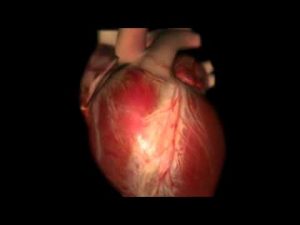 Read more about the article How the Heart Works 3D Video.flv