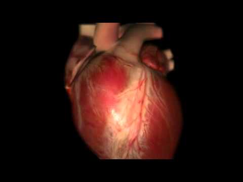 You are currently viewing How the Heart Works 3D Video.flv