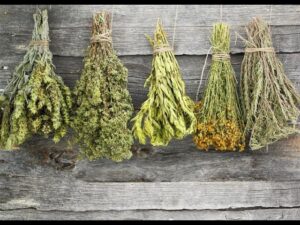 Read more about the article Herbs Video – 4