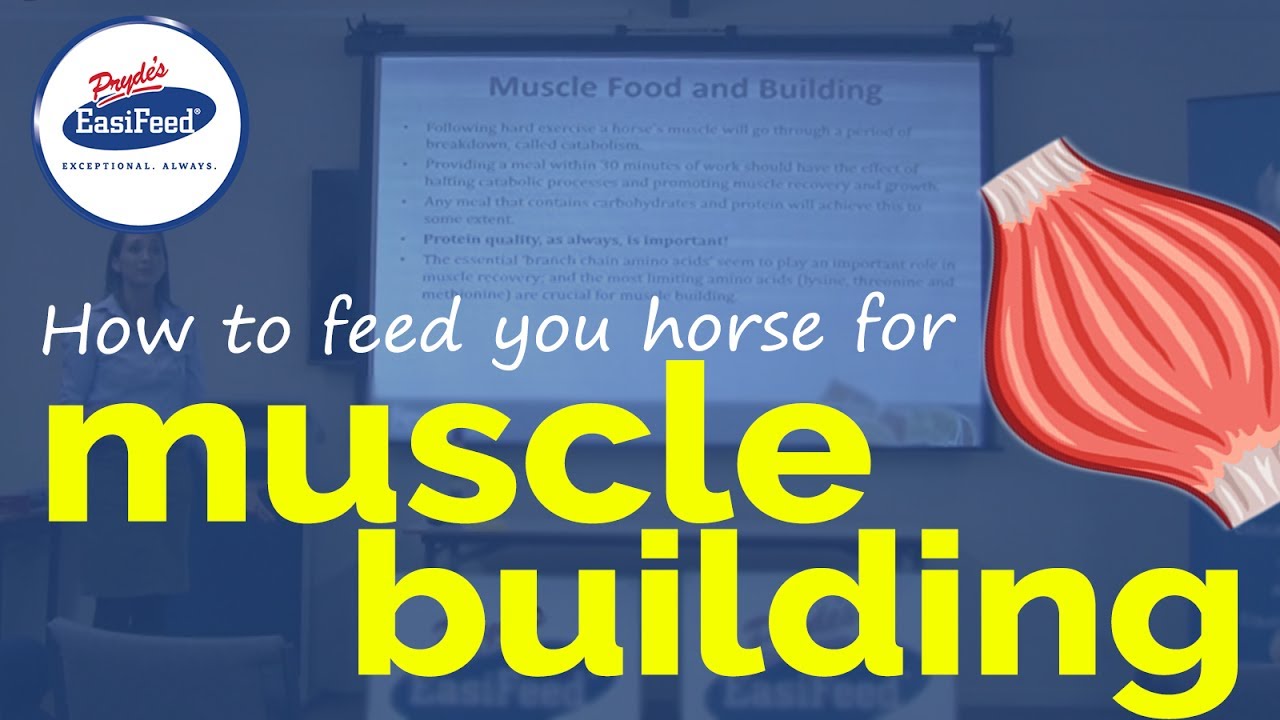 You are currently viewing Human Body, Body Building Muscle Building Anatomy Physiology Video – 29